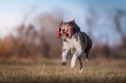 Mind The Dog A Tutta Birra