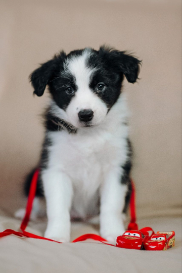 Evelina Queen Of The Ball