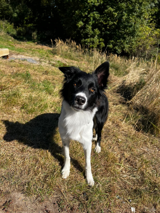 Athletic Ginny Genius paw