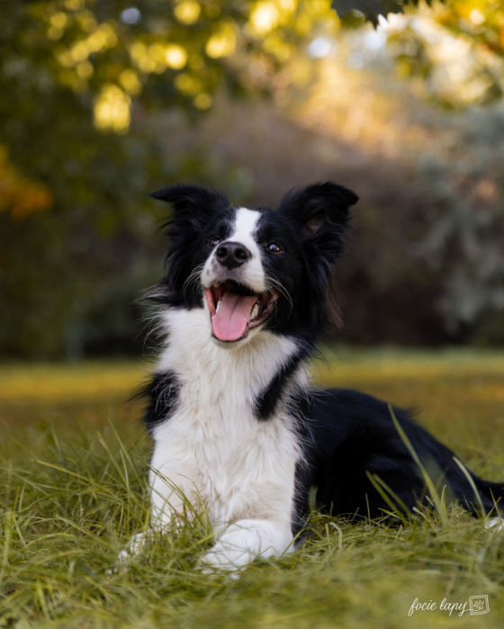 Per Aspera Ad Astra Happy Blue Paws