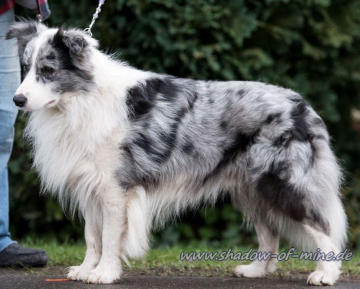 Ginger's Starligh Prinz Jasper