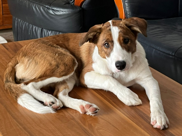 Unaja Lovely Little Angel's