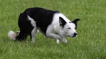 Ben