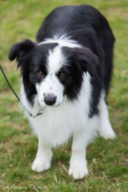 Harry Z Pocztowej Border Collie