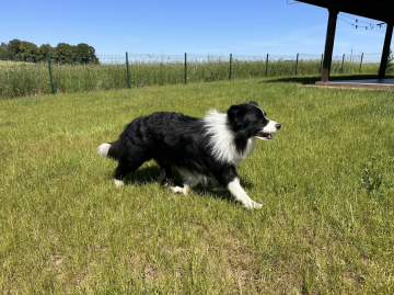 Igor z Arabskiej Stajni