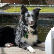 Aidan Von den Hundtastischen Wolfen