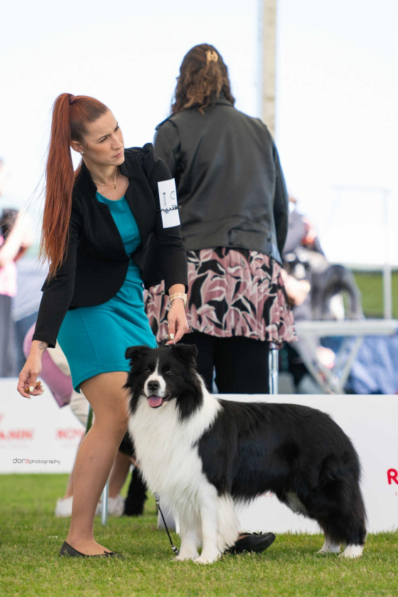 Due Parchi Pic Pokey I Have a Dream