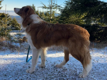 Septonex AfiGe Family Geluzee