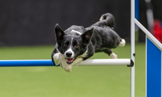 Darleyfalls Van's Go Beep