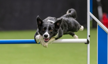 Darleyfalls Van's Go Beep