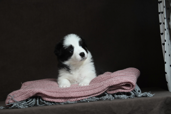 Afina Christmas Night