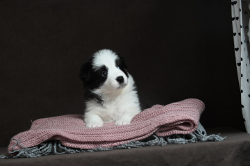 Afina Christmas Night