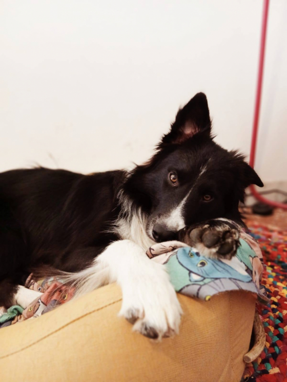 Drogon Di Petrademone