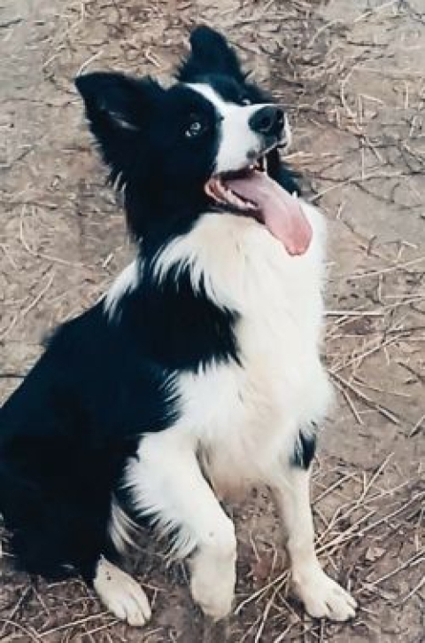Boni Isla Bonita