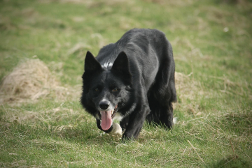 Gipping Valley Jack