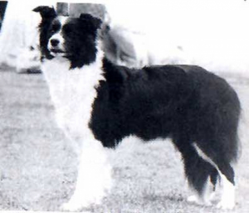 Ruscombe Astra At Corinlea