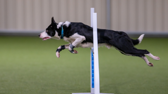 Darleyfalls Rising Tide