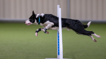 Darleyfalls Rising Tide