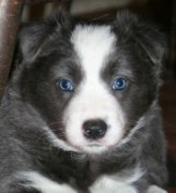 Rosmarinus Silver Charm