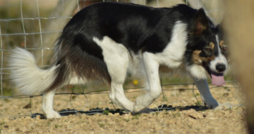 Iona De Loustalarie Des Bourdalats