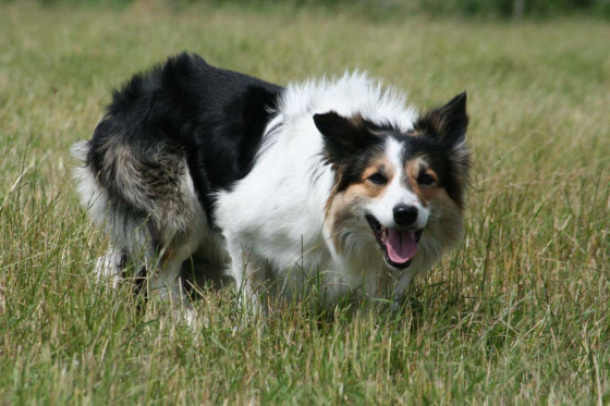 Pioneer Pip vom Danischen Wohld