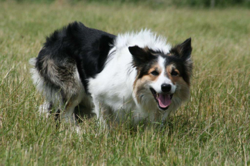 Pioneer Pip vom Danischen Wohld