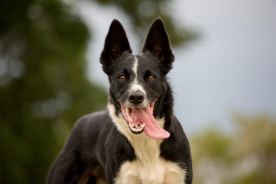 Askenhill Excellent M