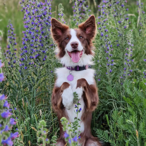 Sweet Kisses Speedball