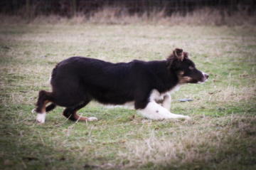 High Stile Mabel