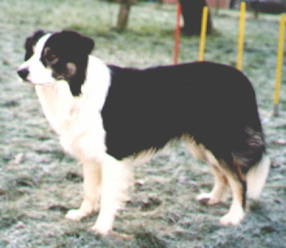 Connor Of Holly Hill