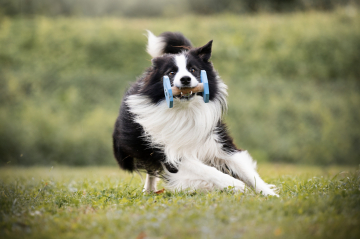 Wonderful Life Del Mulino Prudenza