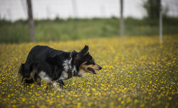 Lynkha de Loustalarie des Bourdalats