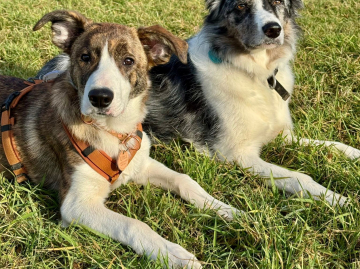 Ursicin Lovely Little Angel's