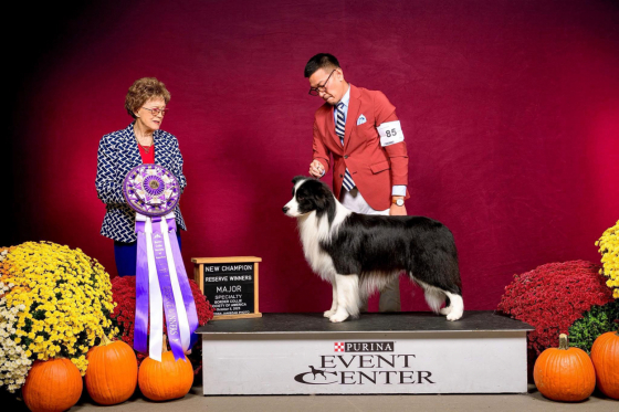 Pukawidgee The Rogue Prince