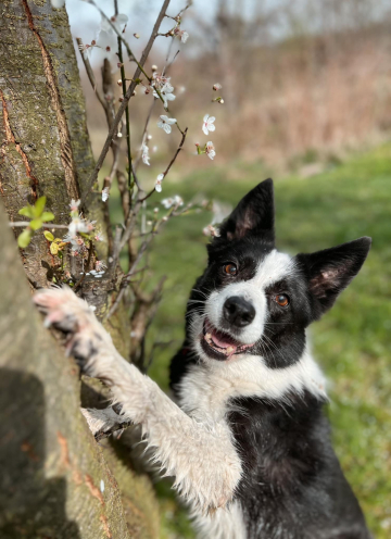 R'Tigra Forest Land Chilabo