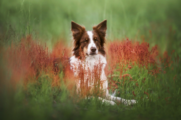 A red Beauty Abigail Pearls of Stonefields