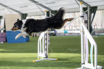 Mind The Dog Zucchero