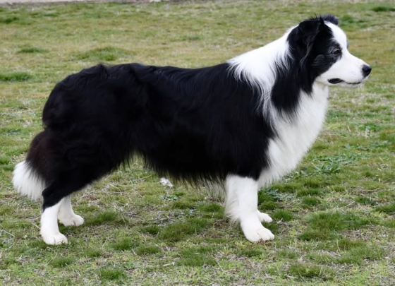 Kynagon Alexander The Great