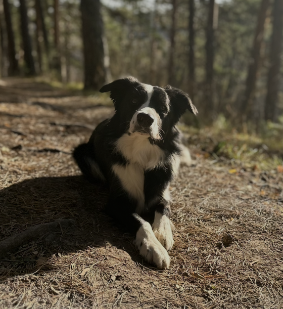 Junior Best Of The Best