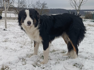 Septolete AfiGe Family Geluzee