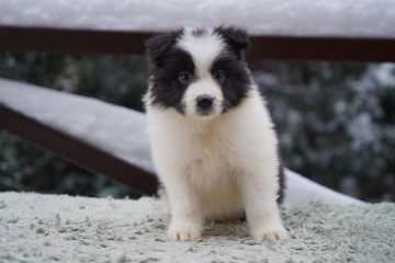 Ice Guard Ethereal Winter