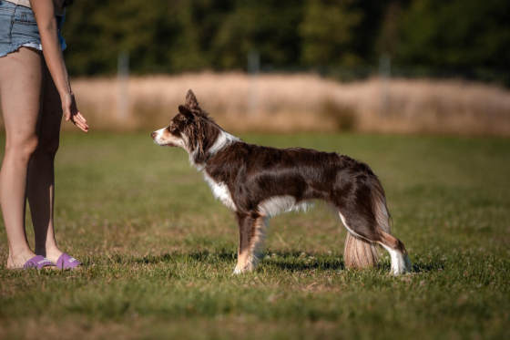 So Yehet My Hero Dynamight