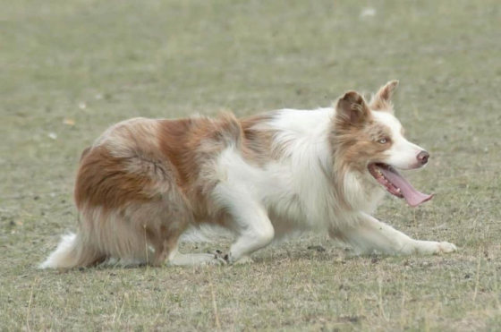 H'ment Red Merle de Toi