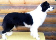 Bounty Strars Border Collies