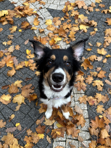 Crimson Flame of Storm Master of Disaster