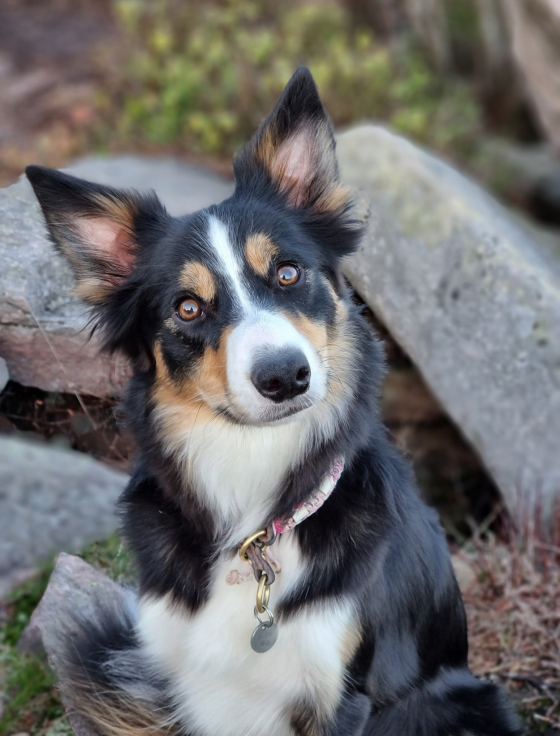Ruby vom Aacher Schauinsland