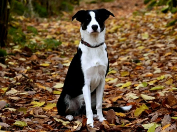 Stodal AfiGe Family Geluzee