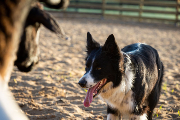 Kisses of Angel Sunny