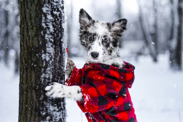 Zefir-Zener Created For Win