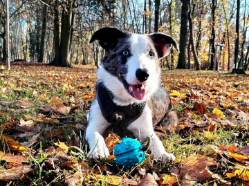 Sinupret AfiGe Family Geluzee